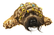 Doggydolly Hundefriseur